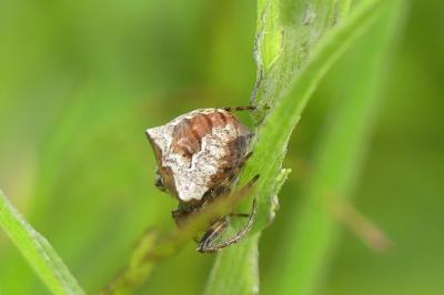 <i>Gibbaranea bituberculata</i>