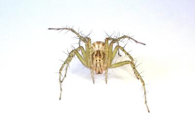 <i>Oxyopes lineatus</i>