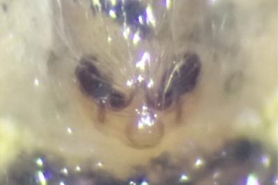<i>Oxyopes lineatus</i>