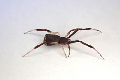 <i>Episinus truncatus</i>