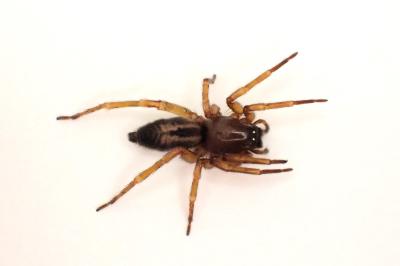 <i>Clubiona corticalis</i>