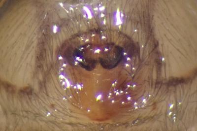 <i>Clubiona corticalis</i>