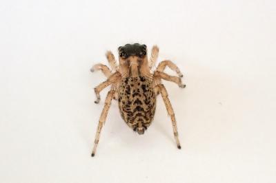 <i>Saitis barbipes</i>