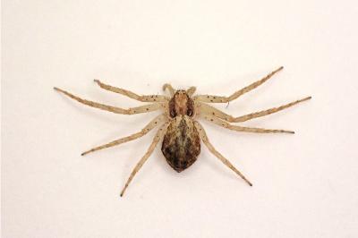 <i>Philodromus dispar</i>