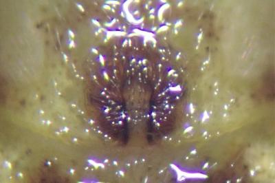 <i>Philodromus dispar</i>