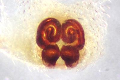 <i>Philodromus dispar</i>