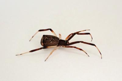 <i>Episinus truncatus</i>