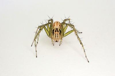 <i>Oxyopes lineatus</i>