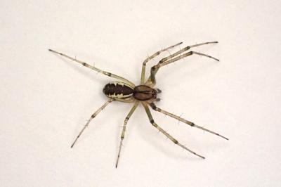 <i>Linyphia triangularis</i>