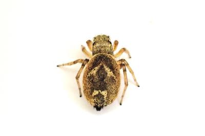 <i>Heliophanus tribulosus</i>
