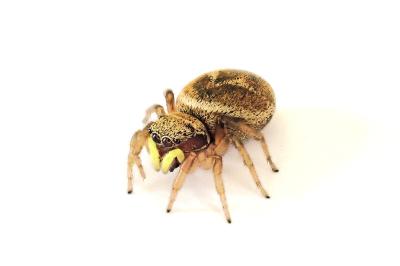 <i>Heliophanus tribulosus</i>