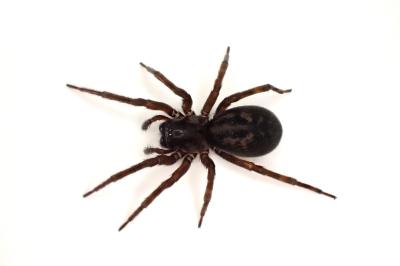 <i>Amaurobius ferox</i>