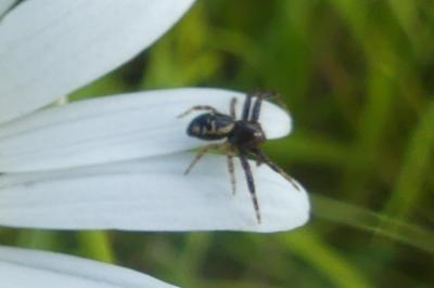 <i>Synema globosum</i>