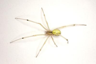 <i>Enoplognatha ovata</i>