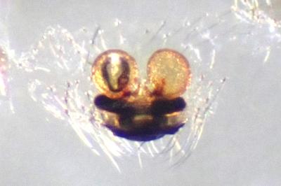 <i>Enoplognatha ovata</i>