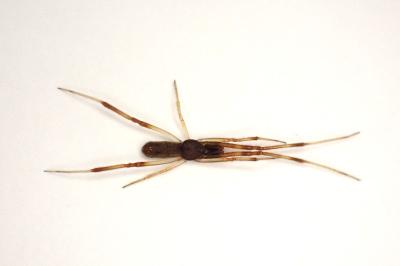<i>Episinus truncatus</i>