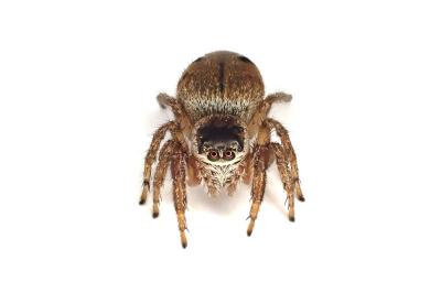 <i>Evarcha arcuata</i>