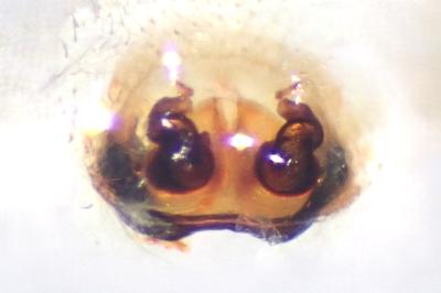 <i>Evarcha arcuata</i>