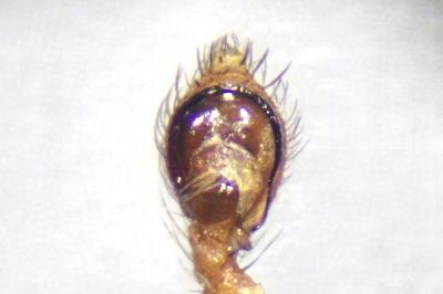 <i>Nigma flavescens</i>