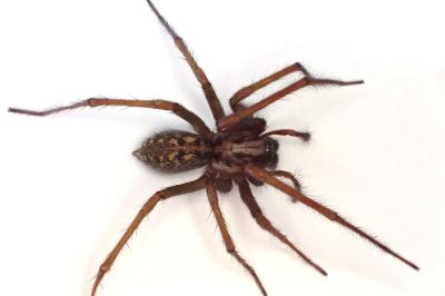 <i>Eratigena saeva</i>