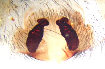 <i>Eratigena saeva</i>
