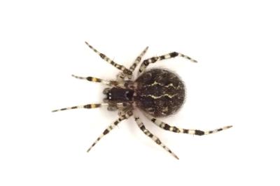 <i>Theridion mystaceum</i>