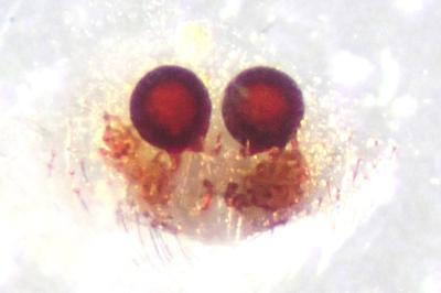 <i>Theridion mystaceum</i>