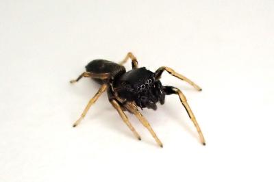 <i>Heliophanus cupreus</i>