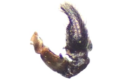 <i>Heliophanus cupreus</i>