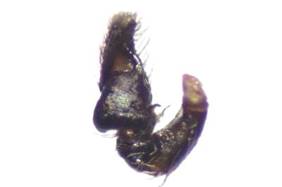 <i>Heliophanus cupreus</i>