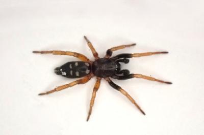<i>Phaeocedus braccatus</i>