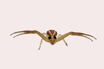 <i>Runcinia grammica</i>