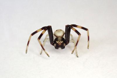 <i>Misumena vatia</i>