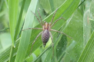 <i>Agelena labyrinthica</i>