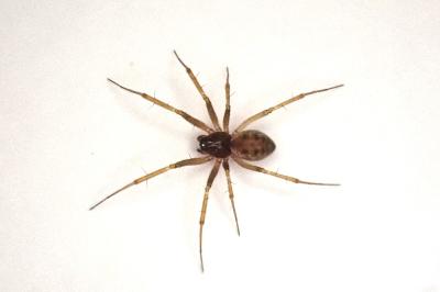 <i>Tenuiphantes tenuis</i>