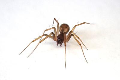 <i>Tenuiphantes tenuis</i>