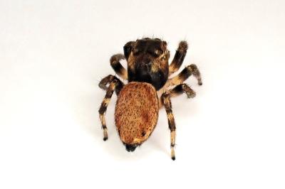 <i>Evarcha falcata</i>