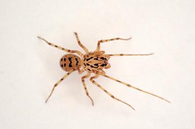 <i>Scytodes thoracica</i>