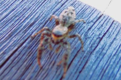 <i>Marpissa muscosa</i>
