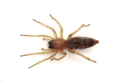 <i>Clubiona pseudoneglecta</i>