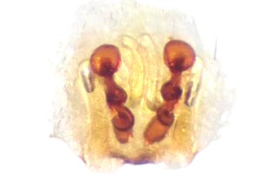 <i>Clubiona pseudoneglecta</i>