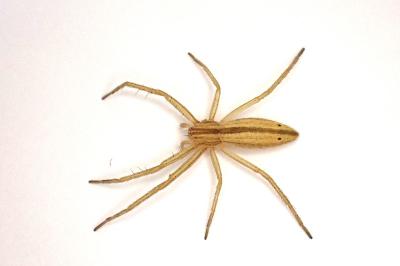 <i>Tibellus oblongus</i>