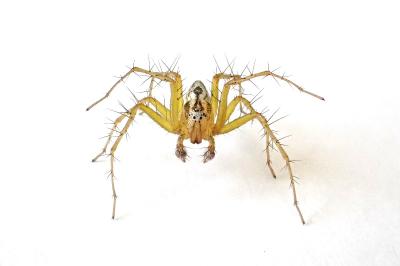 <i>Oxyopes lineatus</i>