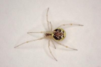 <i>Theridion varians</i>
