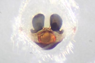 <i>Theridion varians</i>