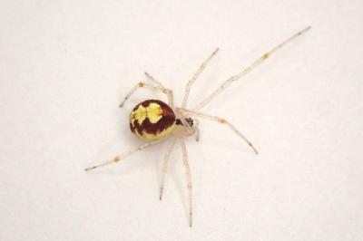 <i>Theridion varians</i>