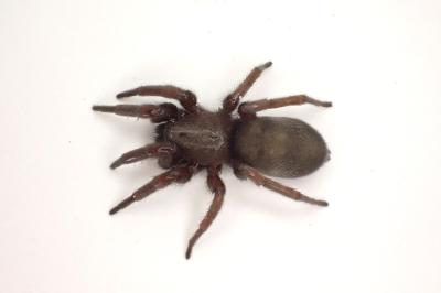 <i>Scotophaeus scutulatus</i>