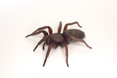 <i>Scotophaeus scutulatus</i>