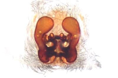 <i>Scotophaeus scutulatus</i>