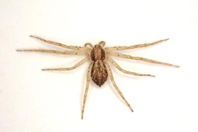 <i>Philodromus dispar</i>